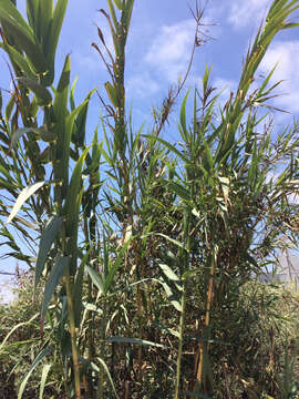 Plancia ëd Arundo donax L.