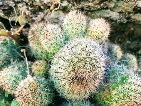 Image de Mammillaria beneckei Ehrenb.