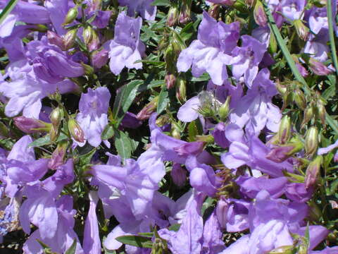 Image of Bush Penstemon