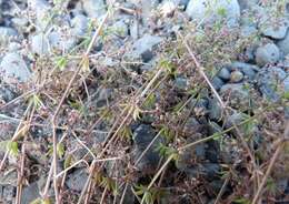 Image of Lamarck's bedstraw