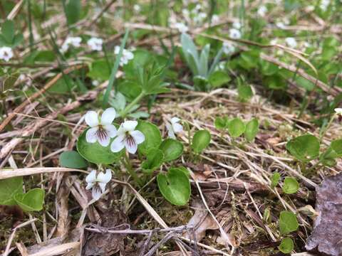 Image of white violet