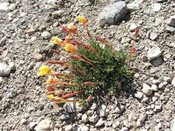 Image of Oenothera lavandulifolia Torr. & Gray