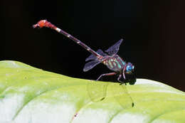 Image of Erpetogomphus sabaleticus Williamson 1918