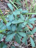 Image of Erythroxylum microphyllum A. St.-Hil.