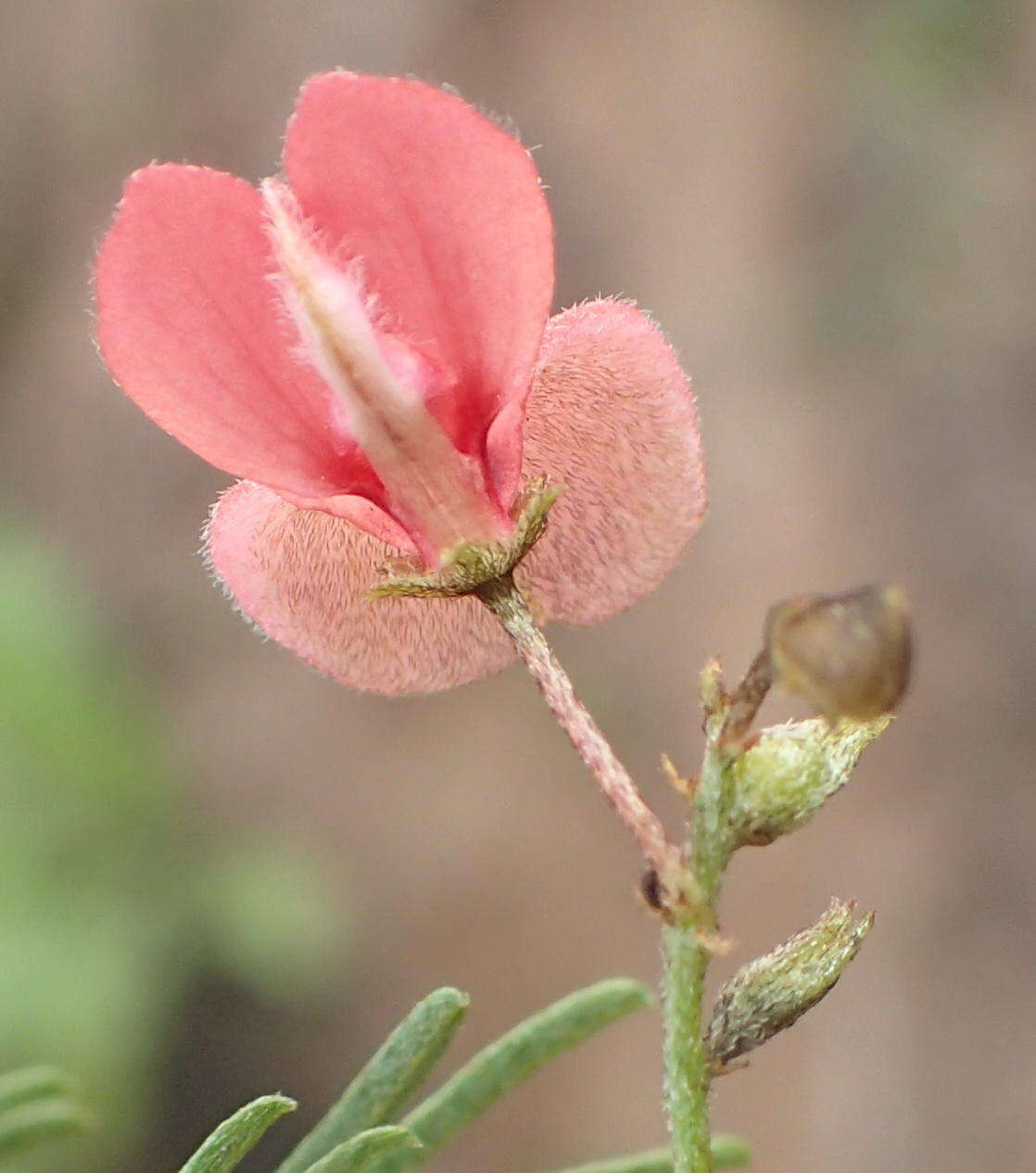 Indigofera verrucosa Eckl. & Zeyh.的圖片