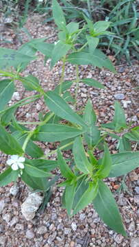 Imagem de Catharanthus pusillus (Murr.) G. Don