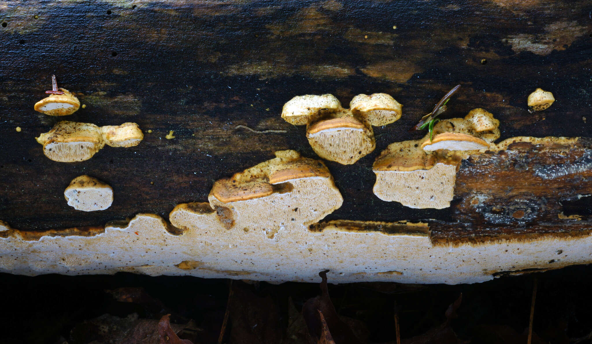 Image of Brunneoporus malicola (Berk. & M. A. Curtis) Audet 2017