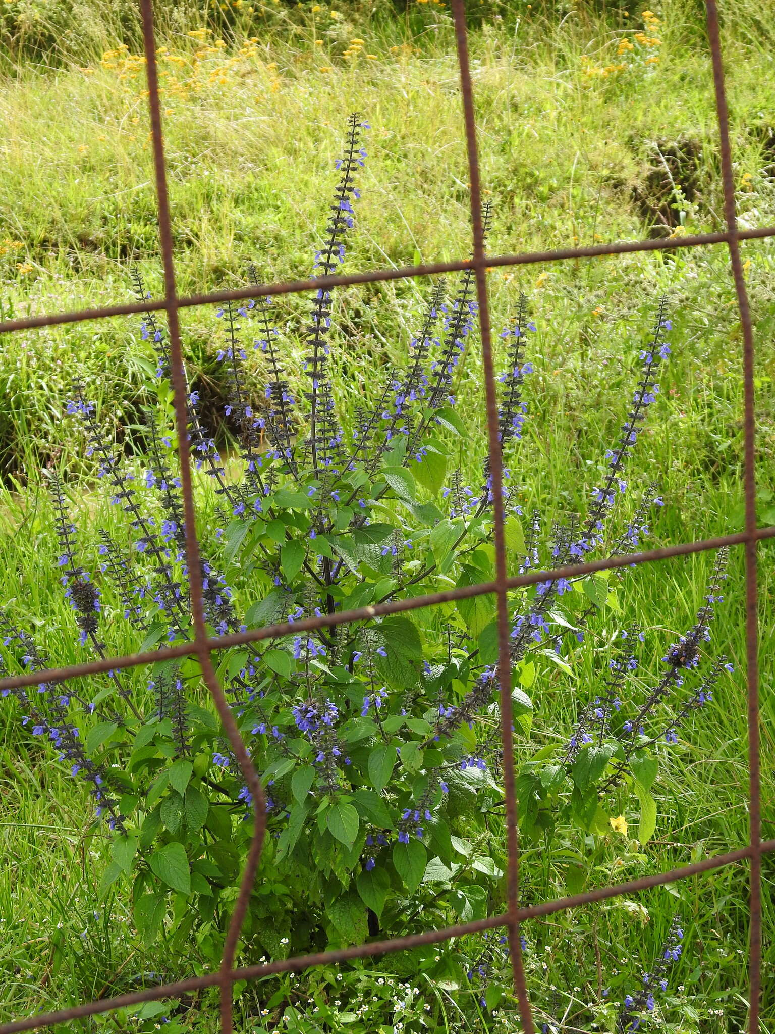 Image de Salvia longispicata M. Martens & Galeotti