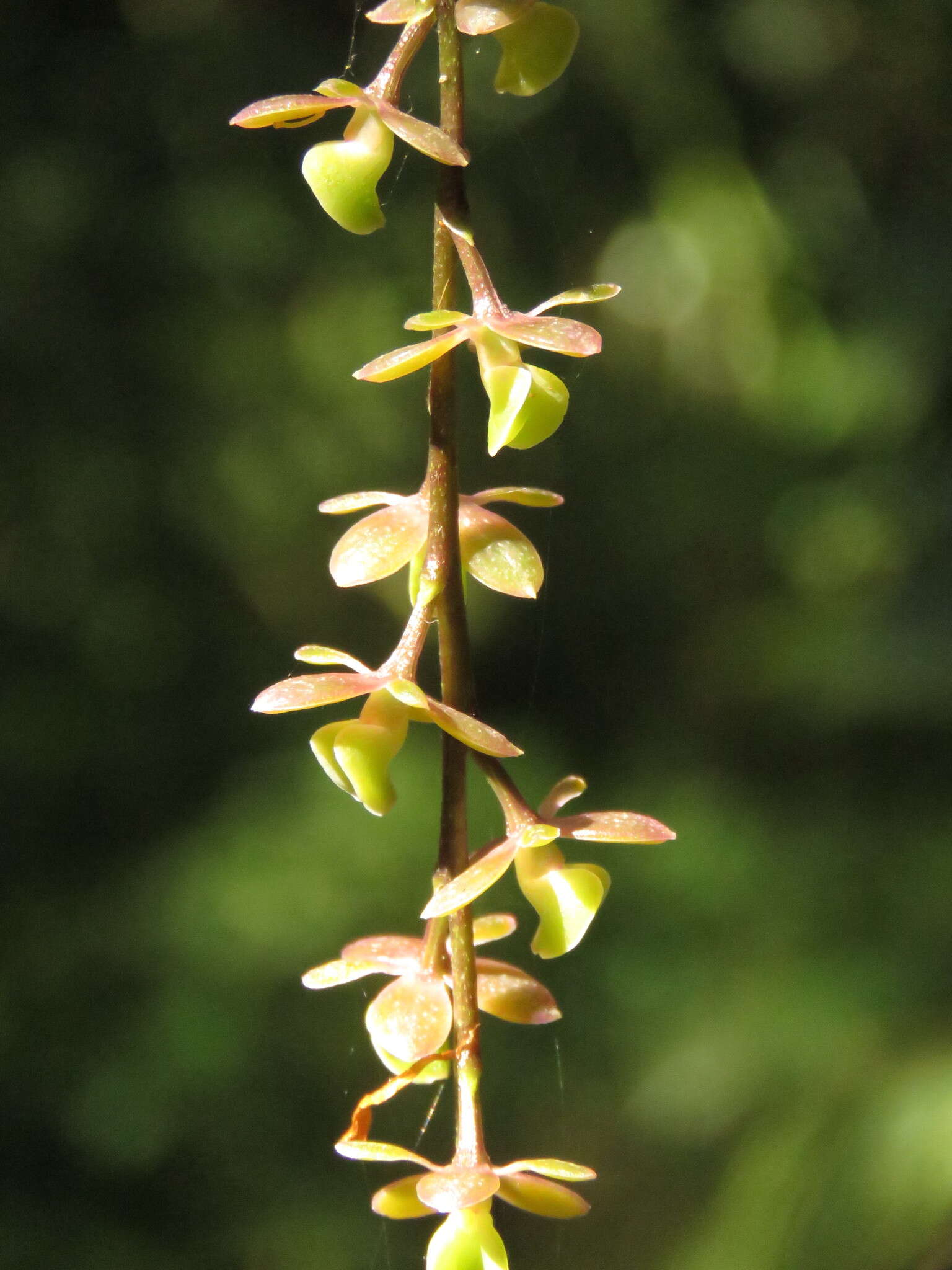 Plancia ëd Epidendrum laucheanum Bonhof ex Rolfe