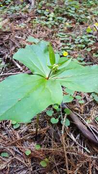 Image of Pacific trillium