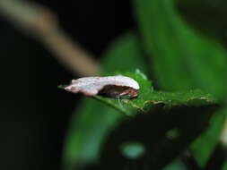 Image of Eublemma terminimaculata Wileman 1915