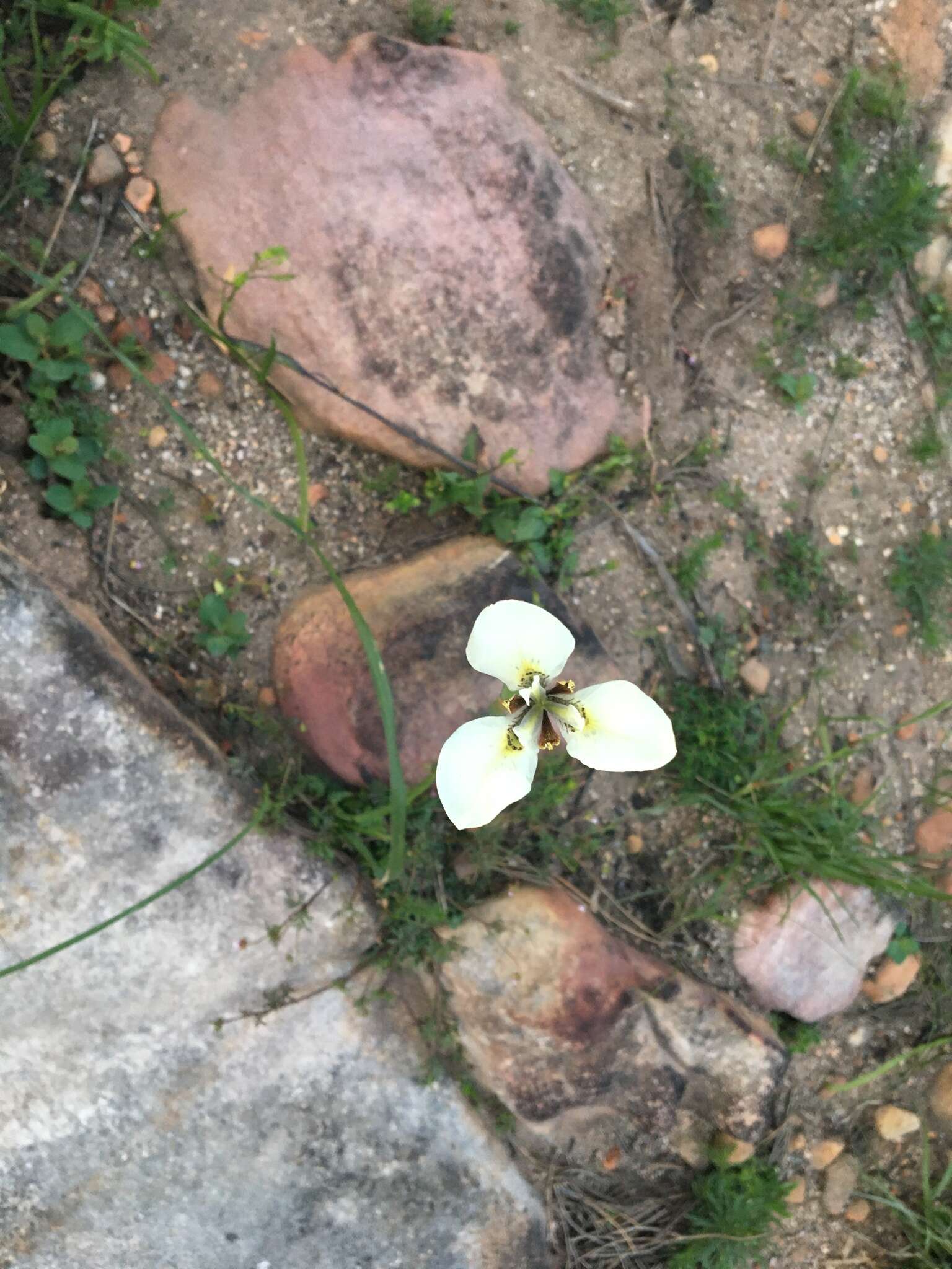 Moraea tricuspidata (L. fil.) G. J. Lewis resmi