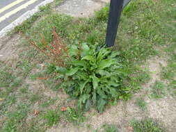 Rumex acutus L.的圖片