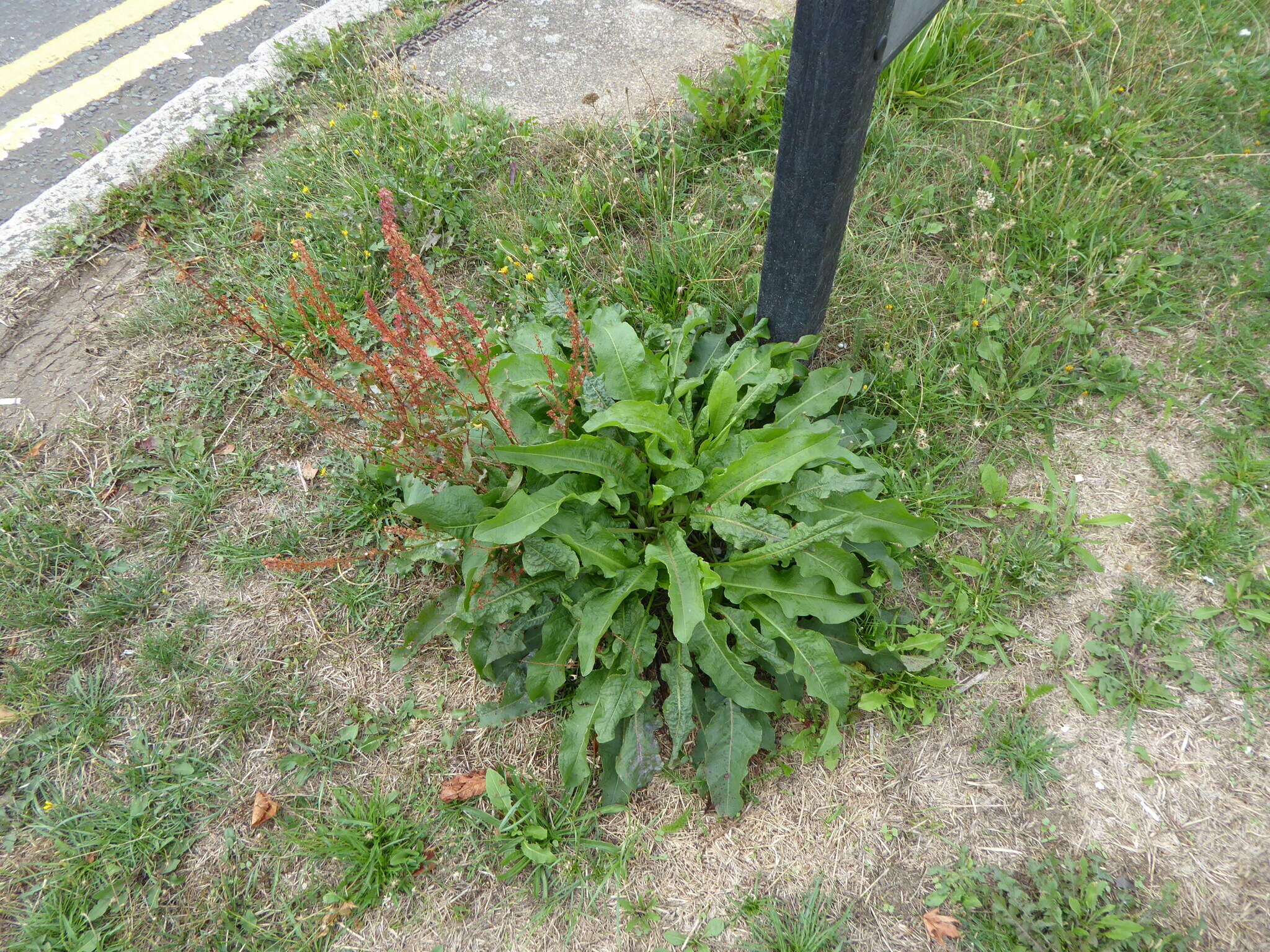 Rumex acutus L.的圖片