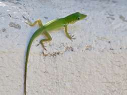 Image of Anolis chlorodius Köhler & Hedges 2016