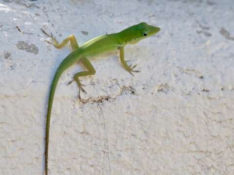 Image de Anolis chlorodius Köhler & Hedges 2016