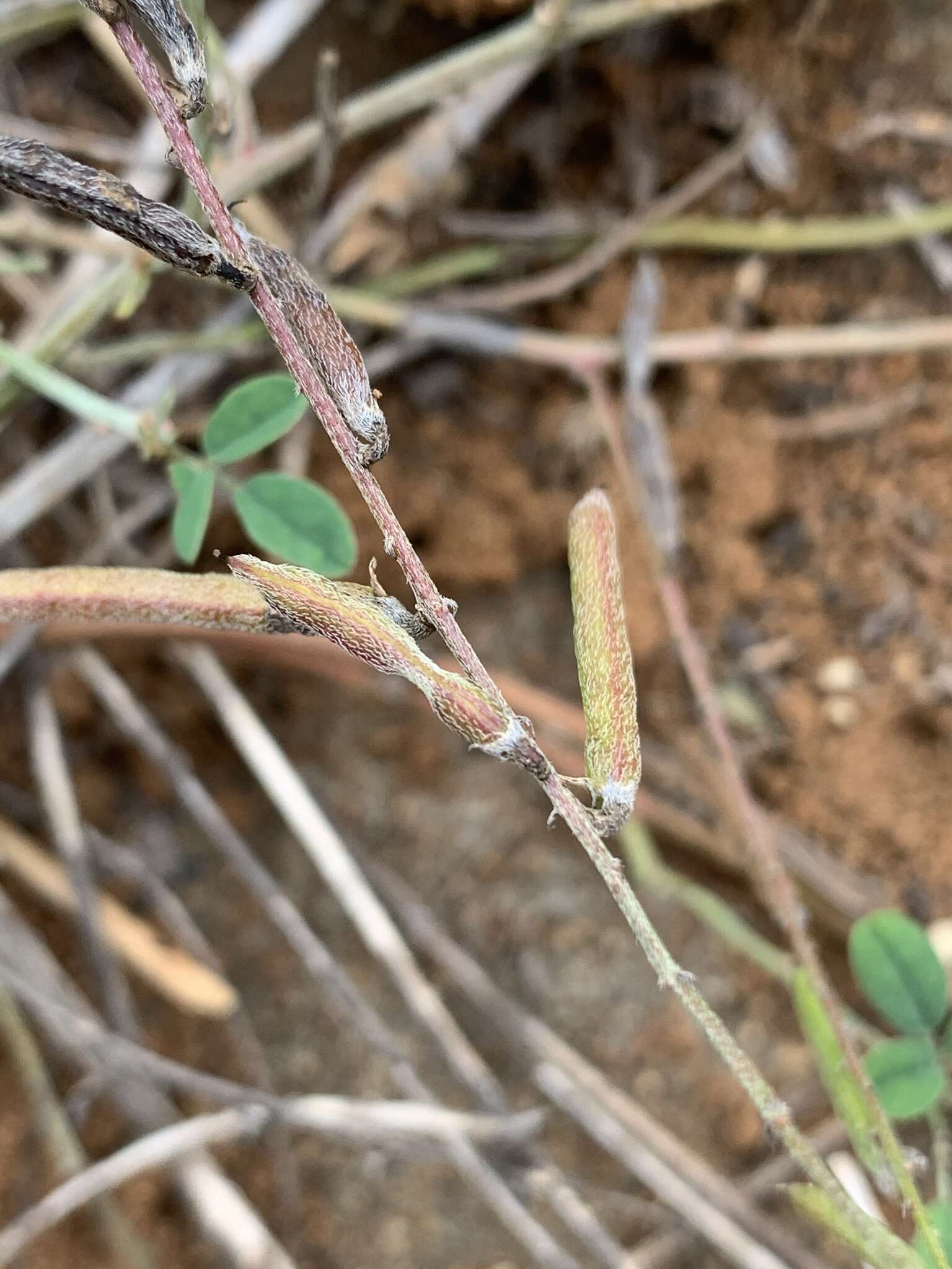 Plancia ëd Indigofera subulata