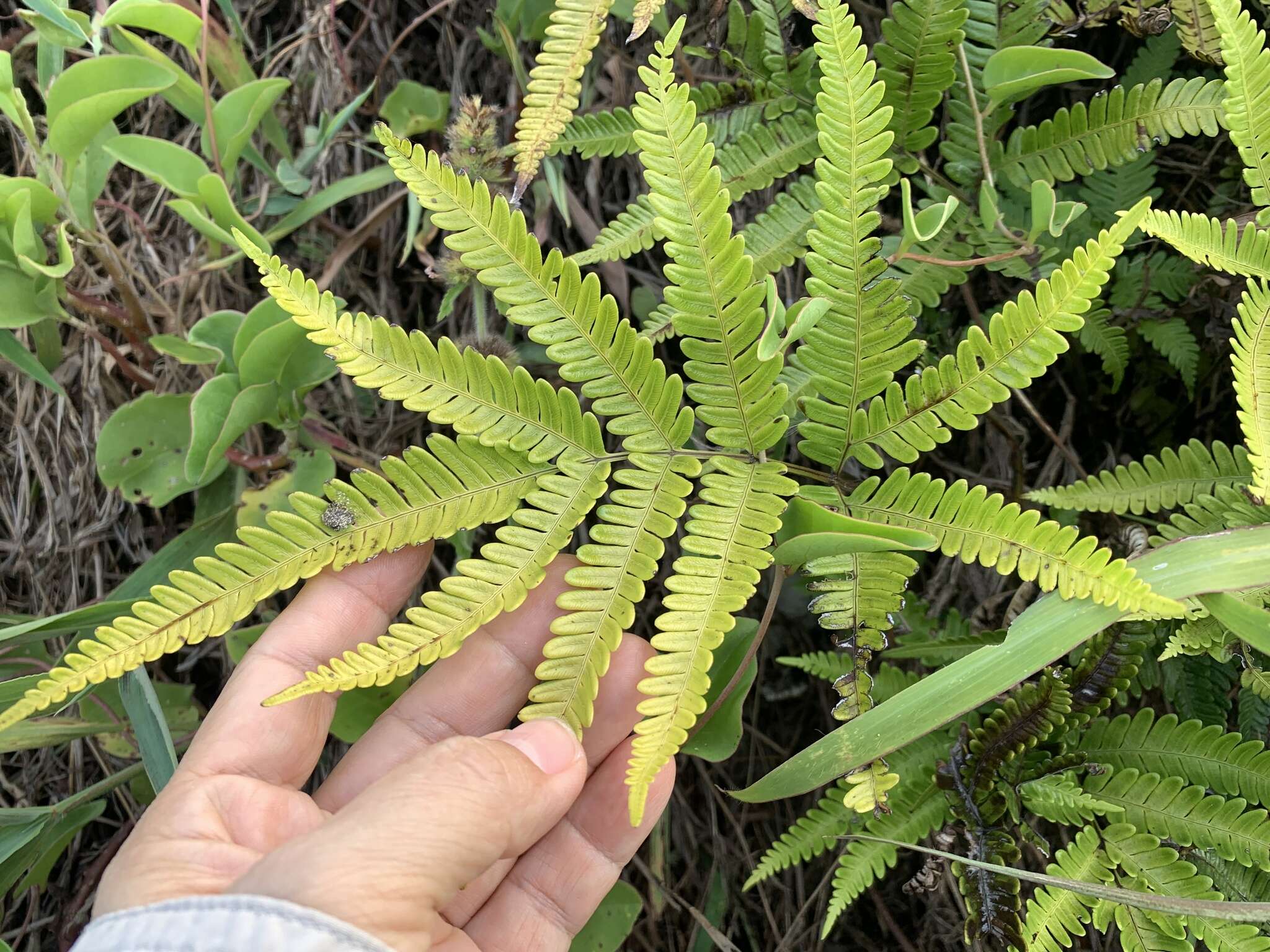 Sivun Pteris minor (Hieron.) Y. S. Chao kuva