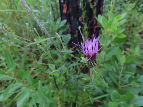 Image of Virginia Thistle