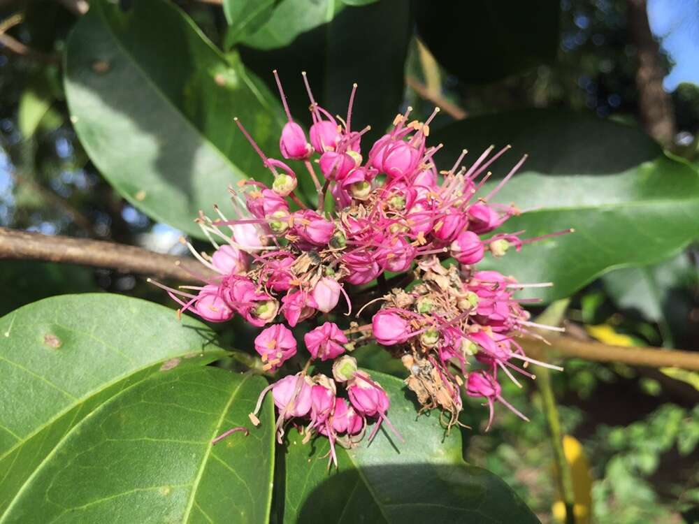 Image of Pink euodia