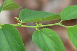 Image of peach-leaved poison bush