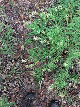 Plancia ëd Astragalus williamsii Rydb.