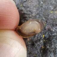 Image of pfeifers amber snail