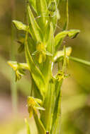 Image of Habenaria pseudociliosa Schelpe ex J. C. Manning