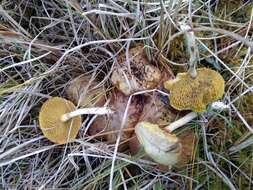 Image of Suillus flavidus (Fr.) J. Presl 1846