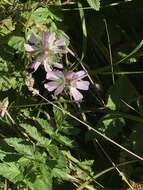 Image de Sidalcea calycosa subsp. rhizomata (Jeps.) S. R. Hill