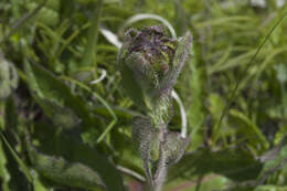 Image of Hypochaeris ciliata (Thunb.) Makino