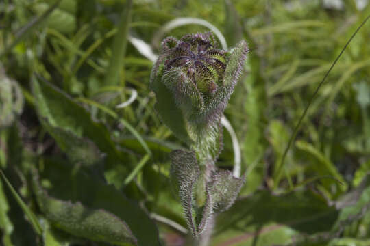 Слика од Hypochaeris ciliata (Thunb.) Makino