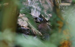 Image of Zeledon's Antbird