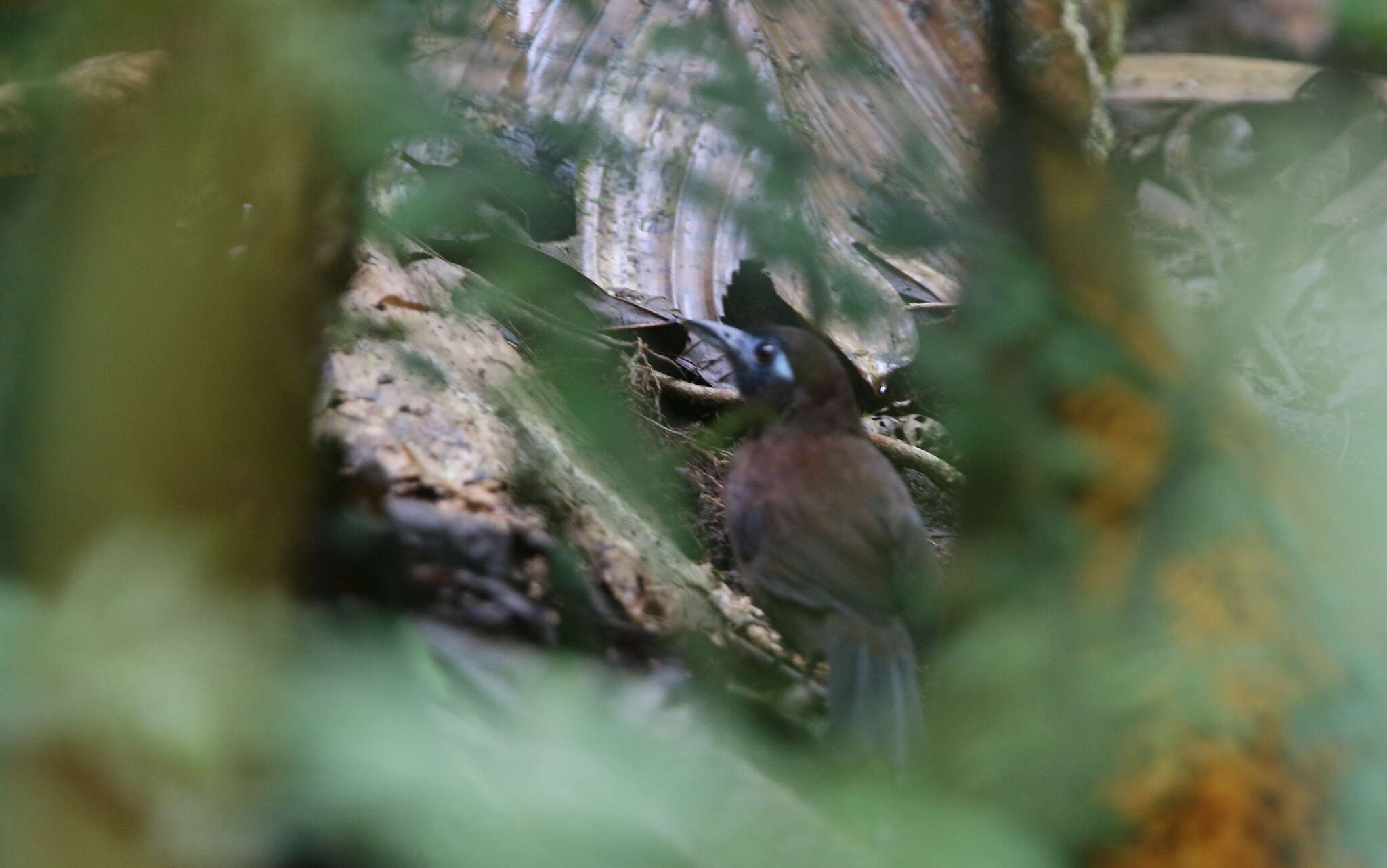 Image of Zeledon's Antbird