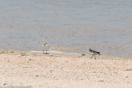 Image of Red-capped Dotterel