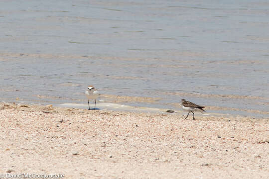 Image of Red-capped Dotterel