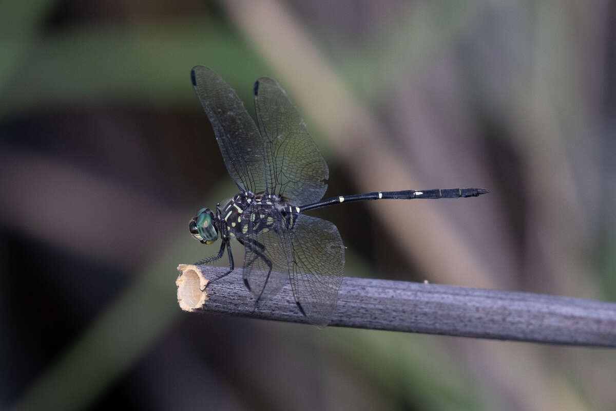 Image of Bottletail