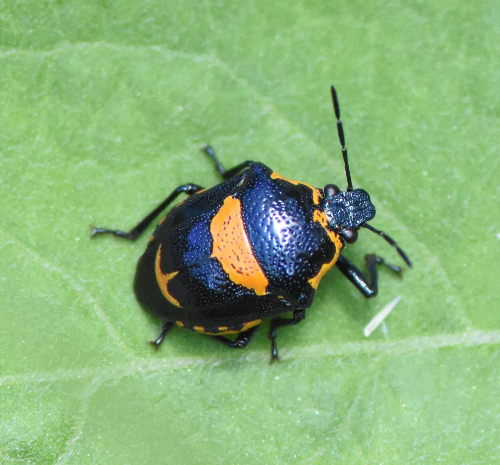 Image of Anchor Stink Bug