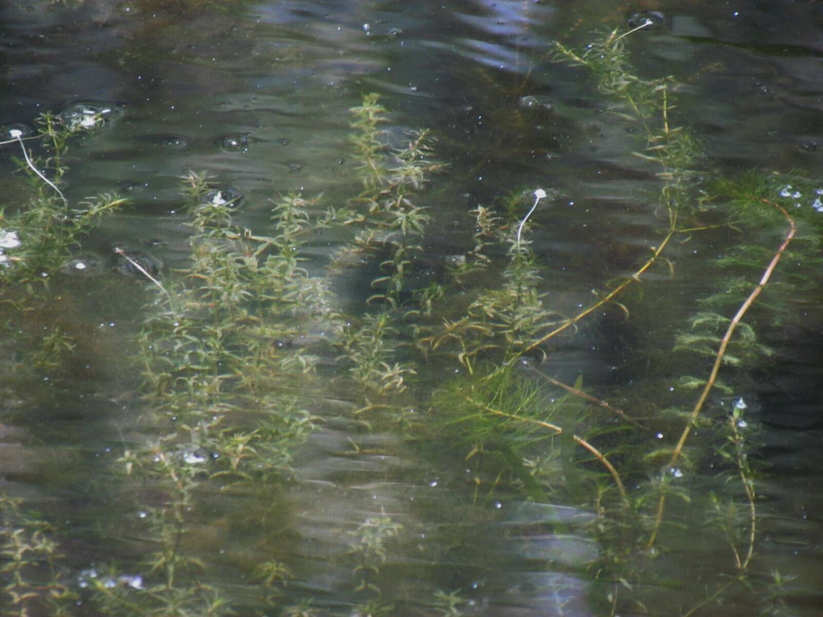 Image of American Pondweed