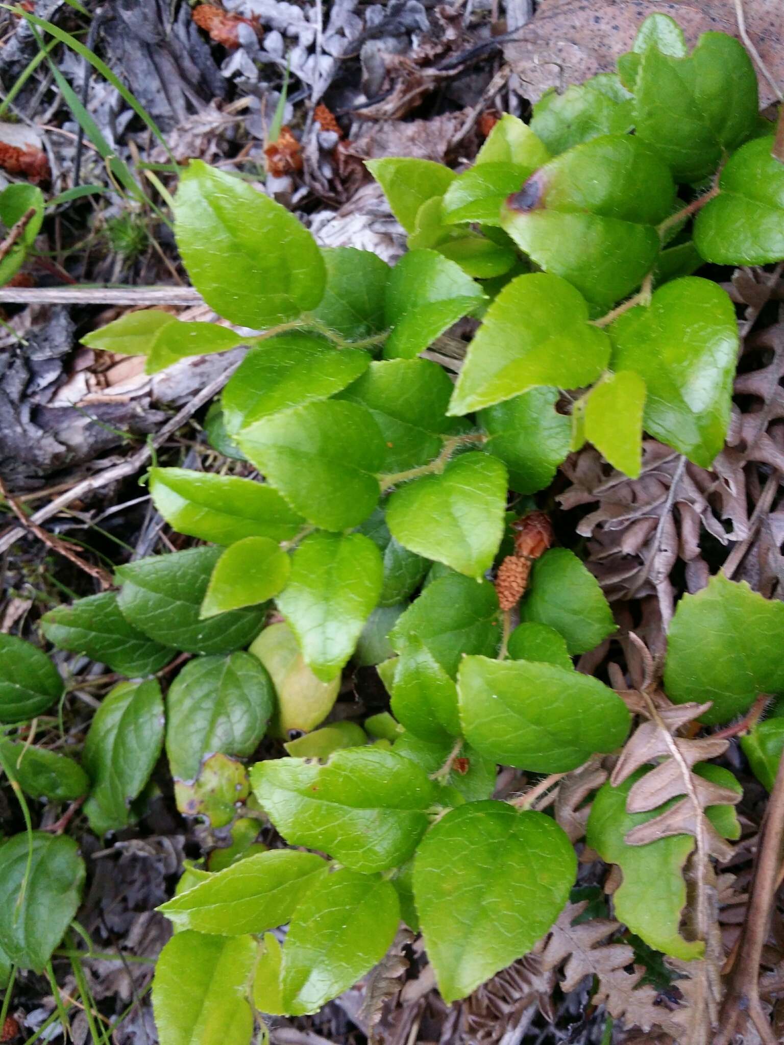 Image of Western Teaberry