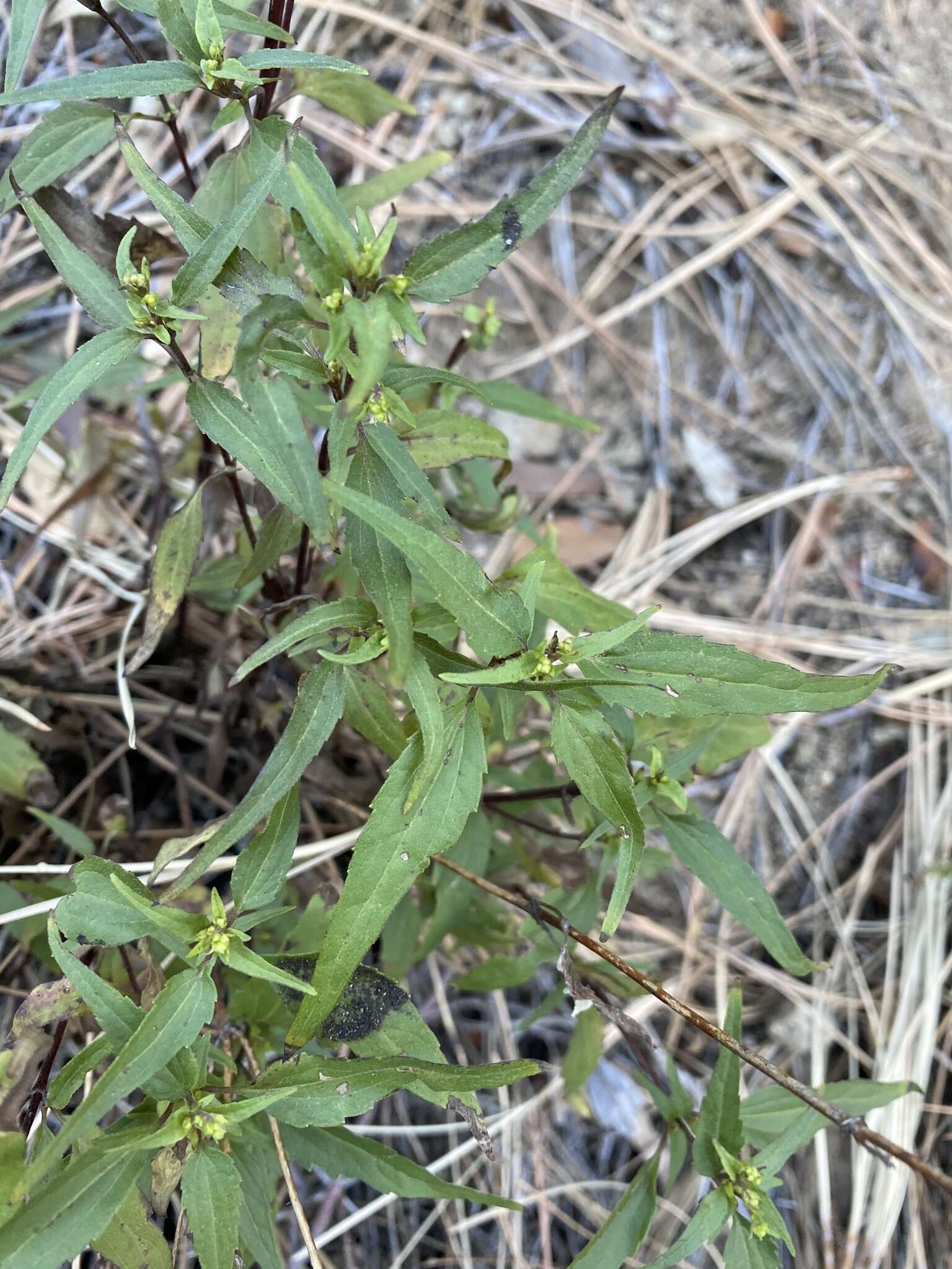 Image of Santa Rita snakeroot