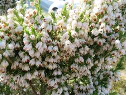 Image of Erica triflora var. triflora