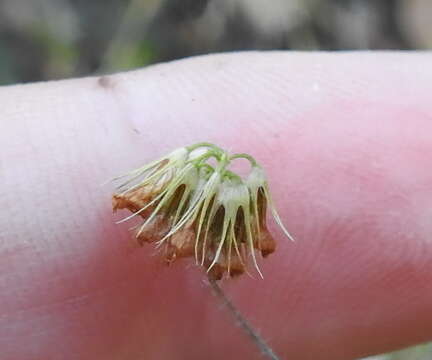 Image de Trifolium bifidum A. Gray