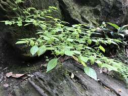 Image of Physalis minimaculata Waterf.