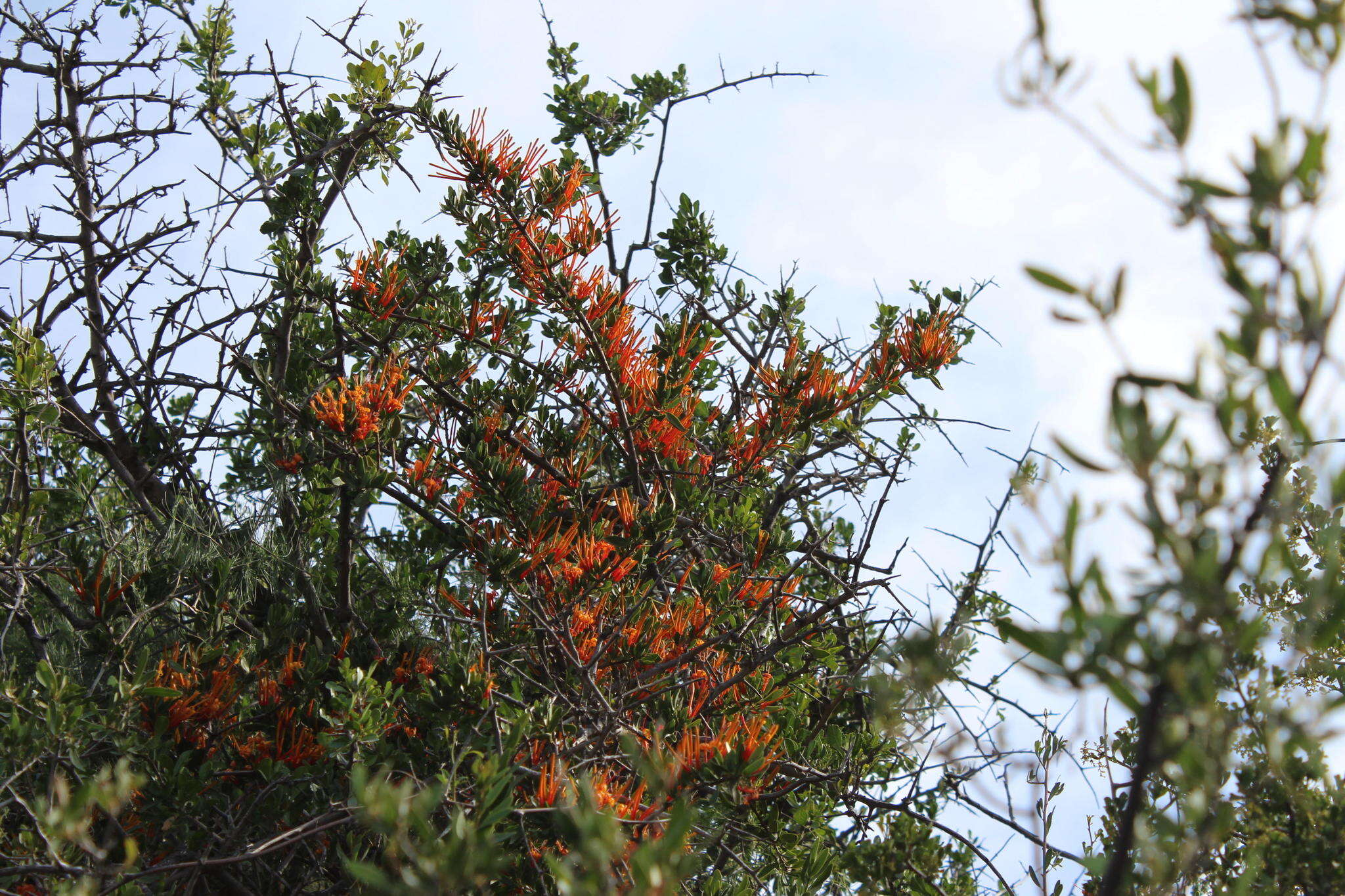 Image of Matches mistletoe