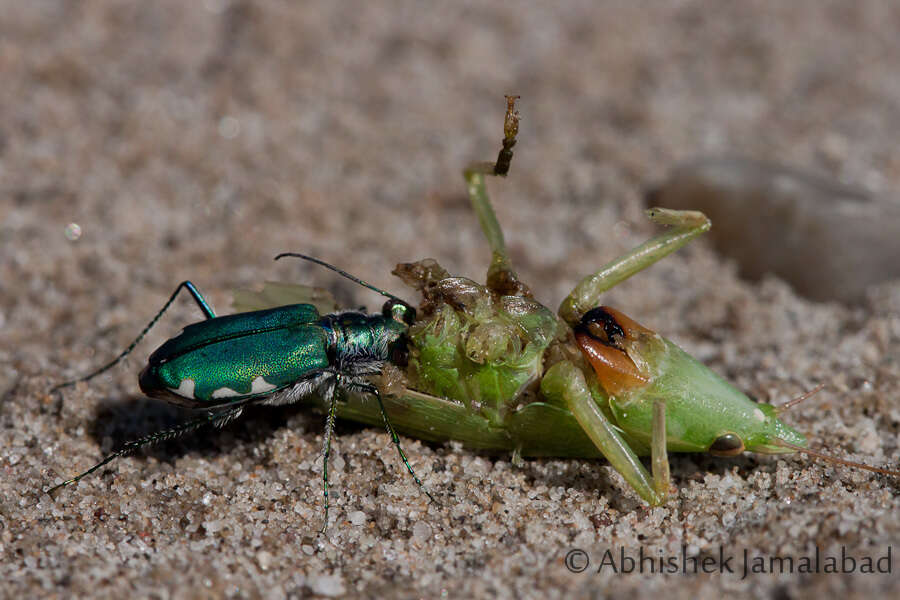 Image of Cicindela (Calomera) chloris Hope 1831