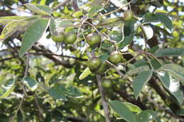 Image de Vitex pyramidata B. L. Rob.