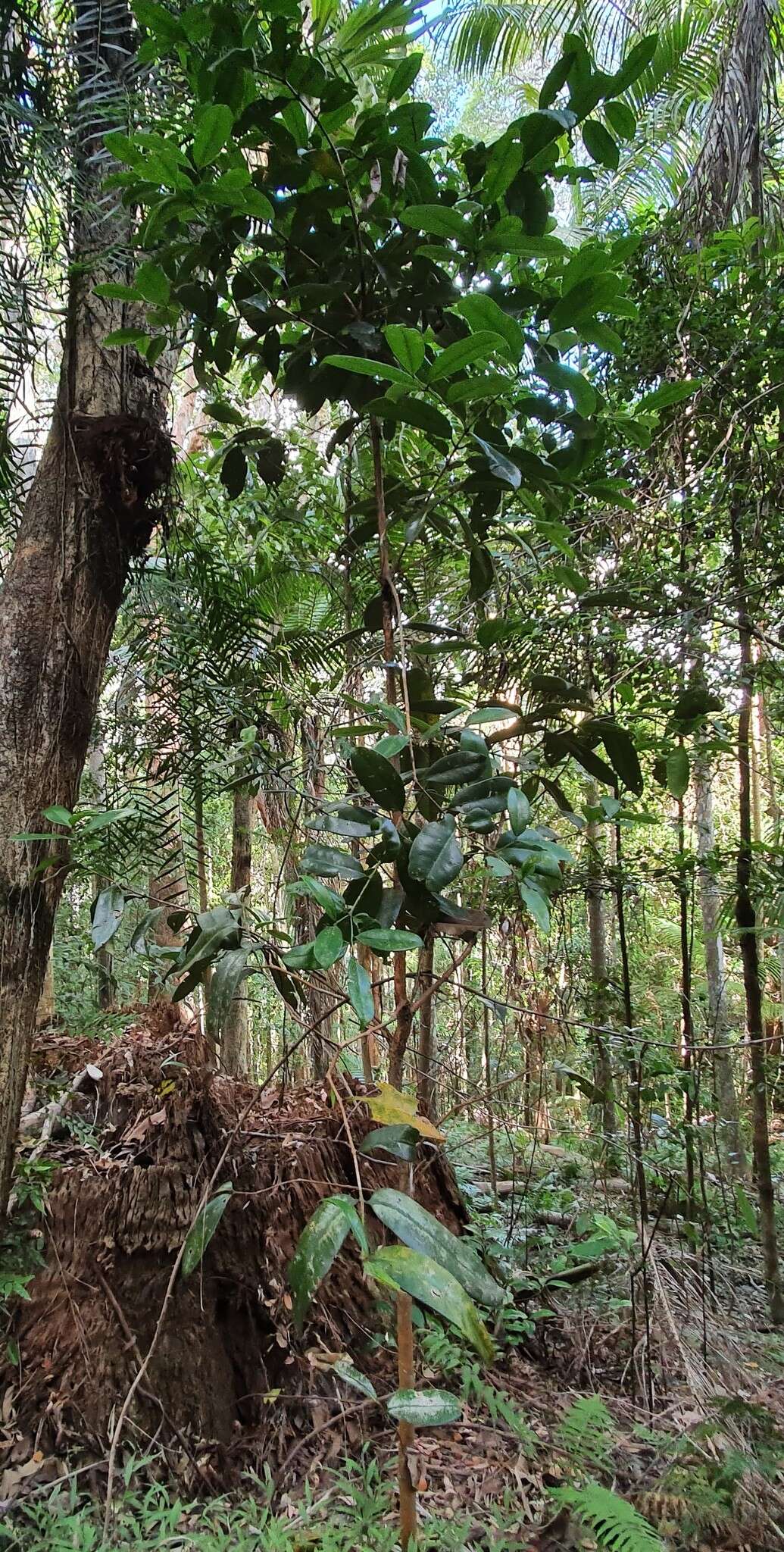 Image of Syzygium moorei (F. Müll.) L. A. S. Johnson