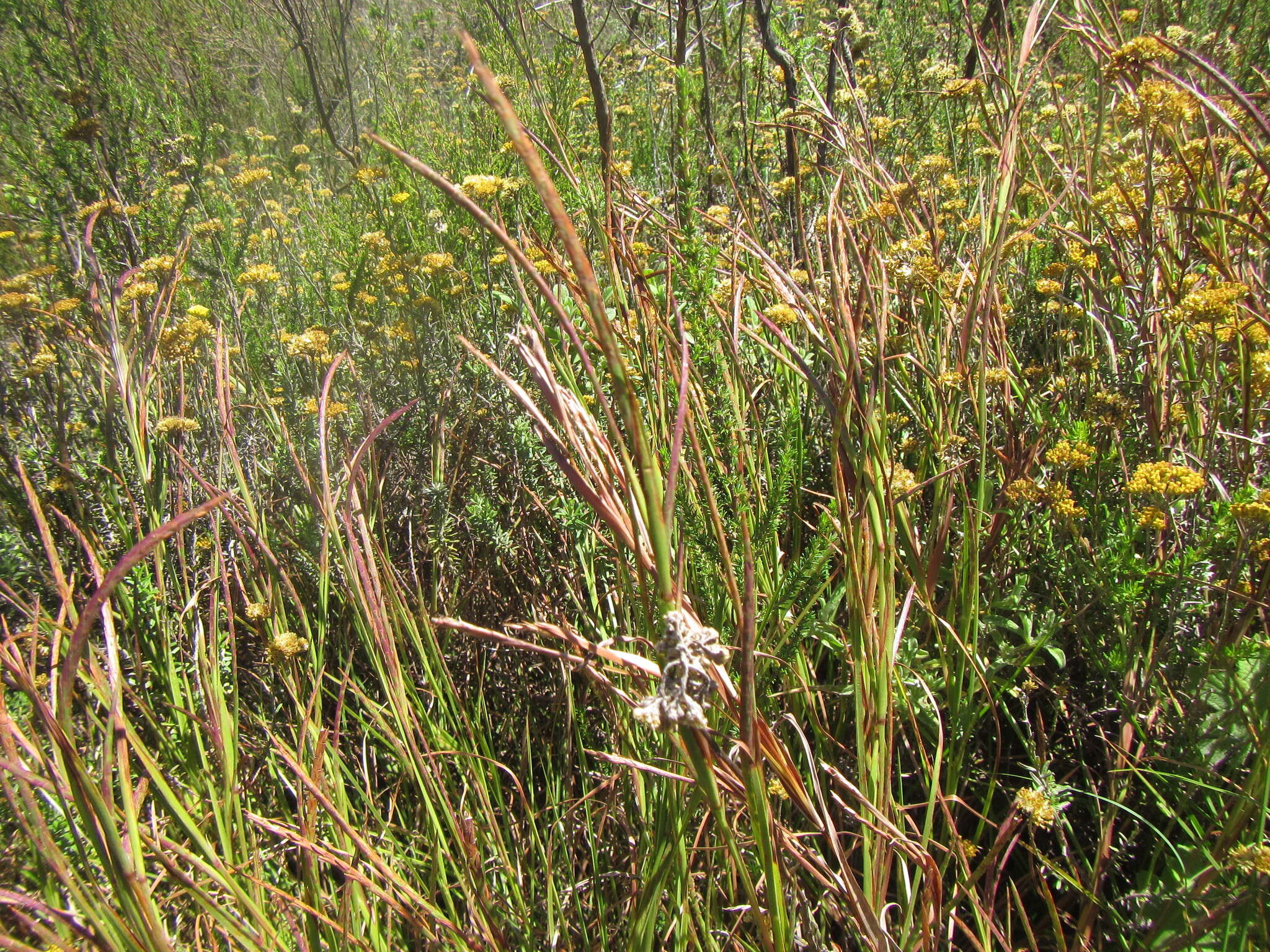 Plancia ëd Hemarthria altissima (Poir.) Stapf & C. E. Hubb.