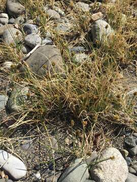 Image of curved sedge